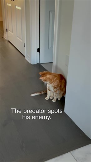 This tail has been a problem for him. Seems like he finally dealt with it. 😂