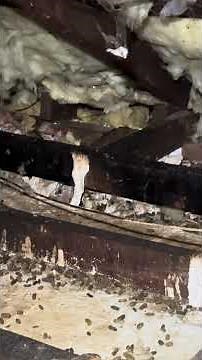 Disgusting Possum Infestation in Roof Space – What You Need to Know