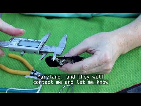 Hummingbird Banding Process
