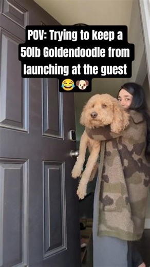 POV: Entering a House WITH a Dog vs. WITHOUT 🐶😂 #dogshorts #funnydogs