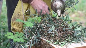 The beekeeper system is the newly swarmed bee swarm
