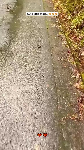 Adorable Baby Moles Compilation
