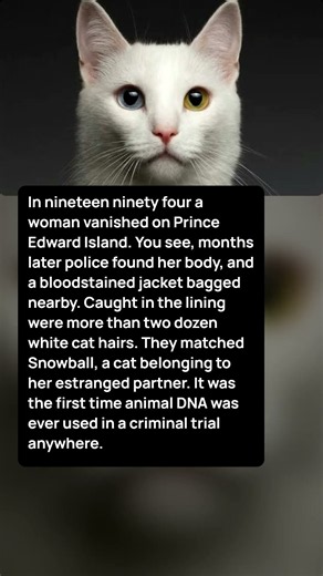 A Cat's White Hairs Put A Canadian Murderer Behind Bars For Life