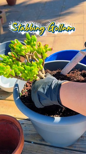 13 shares | Stabbing Gollum Succulent and Repotting Day! 華 Giving this quirky beauty a fresh new home — can’t get enough of its unique shape! ✨ #GollumSucculent #JadePlant #SucculentLove #RepottingTime #SucculentCollection #PlantAddict #HardeneraVibes #SucculentCare #GardenTherapy #SucculentNZ | The Alvez Backyard: Life in NZ | Facebook