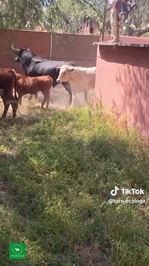 El Toro de Lidia Mexicano: Orgullo Nacional