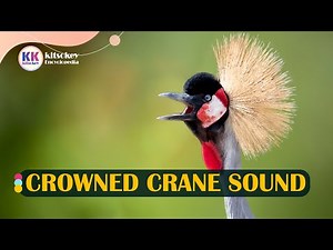 crowned crane sound, crowned crane call, grey crowned crane sound