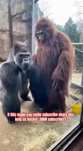 Guy in a costume thought this was funny… the gorilla disagreed 😳🦍 #zoo #oops