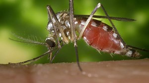 Discover the Reason Why Mosquitoes Suck Your Blood