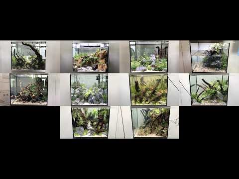 aquaEXPO XXL 2026 - Fluval Live Aquascaping Contest sneak peak ;)