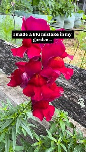 I made a mistake… I stopped growing snapdragons for a few years. But now they’re back on my 2026 list. Why? Because snapdragons are one of the host plants for the beautiful Common Buckeye butterfly. This is where the butterflies lay their eggs on the plant, and the caterpillars feed on the leaves to grow and transform into butterflies. Lesson learned: more snapdragons in my garden next season! New here? Come follow along to learn more about gardening, nature, in our pollinators. #snapdragons #co