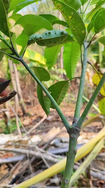 349K views · 1.9K reactions | Propagation fruit tree by grafting & gardening tips EP17 #reels #grafting #mangoplants | GraftingPlants | Facebook