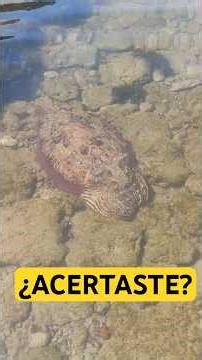 Weight of the cuttlefish caught #Cuttlefish #CorralesRota