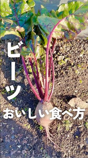 【ビーツの食べ方】サラダにもスープにも使える簡単下ごしらえレシピ #簡単レシピ #簡単料理 #shorts #ビーツ