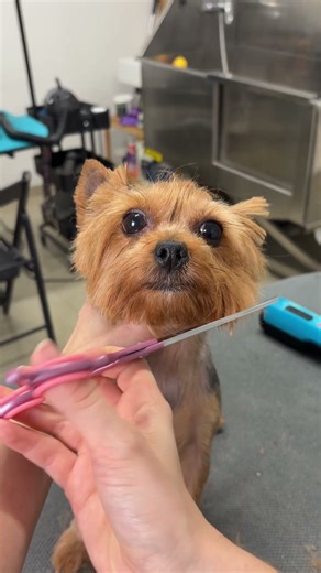 A little bit shy Yorkie girl 😇