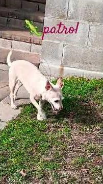 lizard patrol day for Lily