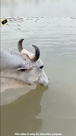 Secret Life of Dogs: Alsatian dog drinking water in ultra slow motion