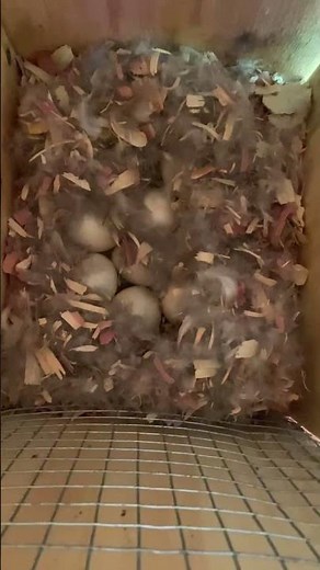 Wood duck nesting box success.