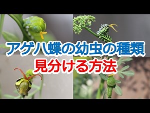 身近なアゲハ蝶の幼虫の見分け方や威嚇のツノ、葉っぱ、育て方、成長過程など詳しく解説