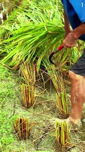 Petani cerdas memanen padi menggunakan sabit mini super tajam #shorts