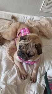 THE FIRST OF OUR 6 CHINA BABIES ... MISS EMMA IS MAKING HER WAY TO THE PUG RANCH TODAY! ❤️ Dr. Naomi who is flying from Norfolk to LA today has kindly offered to bring one of the babies to me!! EMMA here is the one that will be coming first because EMMA is the one with the really bad hind legs. If you scroll back a few posts you will see a video of her barely able to walk. Dragging her hind legs covered in skin infections. She made great progress at the clinic in Beijing where she was for weeks 