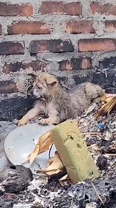Rescued a puppy thrown away in a landfill #rescue #rescueanimals #fyp #animals #dogsoftiktok #dog #puppy | Beautiful Dogs Love