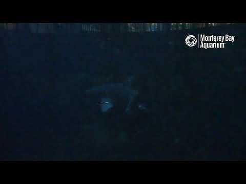 Grow with the flow on the Kelp Forest Cam | Monterey Bay Aquarium Live Cam