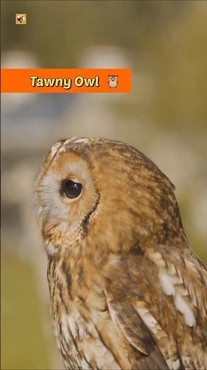 Tawny Owl Sounds 🦉 (Landing on Perch with Graceful Calls)