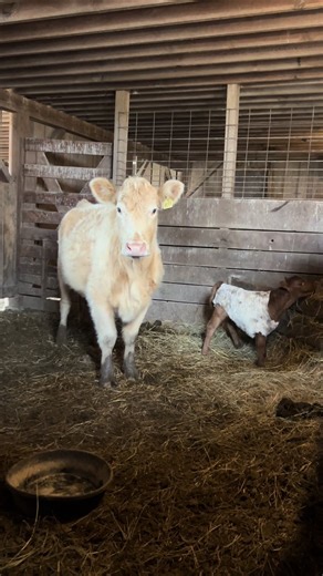 The famous TShirt method in action today. Unfortunately, we had to do this. Although eventùally this bottle calf will be fortunate to have a mom and not me with a bottle. It’s never a good thing when this practice is required. Hoping it works out without very much drama. #tshirt #cows #calving #momtok #newmom