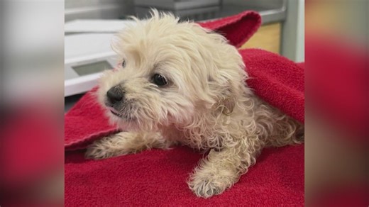 Mohawk Hudson speaks on trying to save abandoned dog