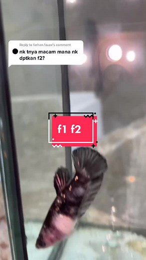 Exploring the World of Betta Fish: F1, F2, and Avatar Copper Varieties