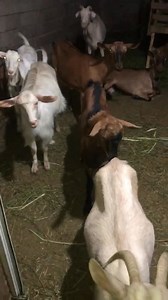 14K views · 69 reactions | U Shiten  Kam per te shitur 9 dhi rrace jane alpine dhe sana dhe 1 cjap alpin. Dhit jane te reja jane me qumesht dhe jane barsa kane nje muaj qe kane marr .Shiten te gjjtha bashke . Vendodhja Gjirokaster | Marketplace Albania | Facebook