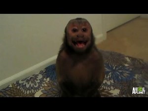 Boo the Monkey Has Lots of Pals