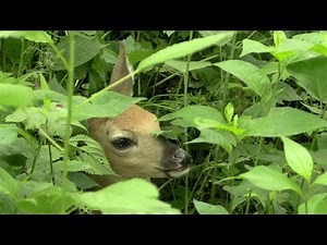 Baby deer bedding down while mother watches
