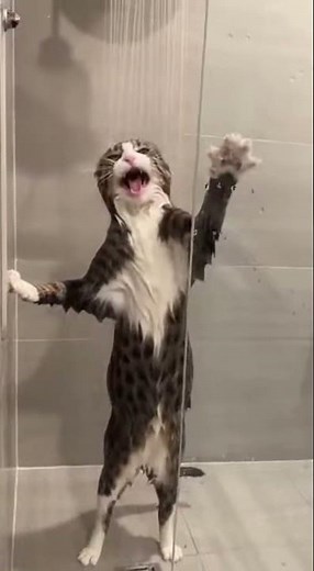 CHAT QUI CHANTE SOUS LA DOUCHE🚿🎶 #chatfam #chatsmignons #funnycats