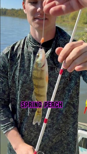 Spring Perch Fishing TIPS And TRICKS! 🎣 #shorts #perchfishing #perch