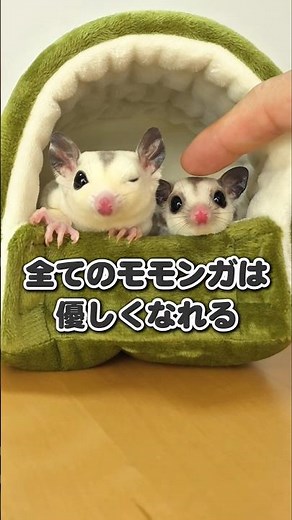 A new way to touch a flying squirrel