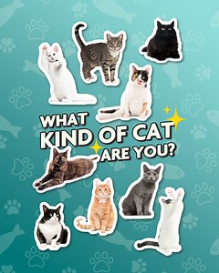 37 reactions · 5 comments | ✨ What type of cat are you?  Are you a playful tilapia cat, a striking gray cat, or maybe a charming calico? From the classic tuxedo to the mysterious void, each type has its unique vibe! Take a moment to reflect on your personality and share your cat vibe in the comments! Let’s see which feline we all identify with!  #ComboForCats #NextLevelProtection #OneAndDone | Boehringer Ingelheim Pets PH | Facebook