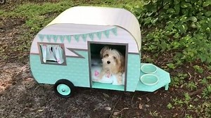 70K views · 4.2K reactions | New dog house, who dis? https://amzn.to/33MfQ6L | Amazon Handmade | Facebook