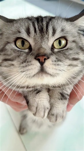 漂亮且帅气的小虎斑 #cat #貓咪日常 #cute #kitten #catvideos #cutecat #pets #funny #animals