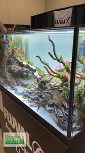 Epic Aquascapes At Aquashella Aquarium Festival in the Fluval Contest. AQUASHELLA DALLAS, MAY 18th & 19th, BE THERE OR BE SQUARE! Come check me out at the Dustin's FishTanks booth live in person! There will be kids live aquascaping contests at the Dustin's FishTanks booth, time TBD. Also, come see me speak on the main stage on Sunday! Tickets available now! TANK ON! 👇👇👇 https://aquashella.com/dallas/ #dustinsfishtanks #tankon #aquarium #aquariums #aquascape #aquascaping #aquariumplants #scape