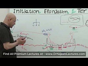 Pre Initiation Complex In Prokaryotes