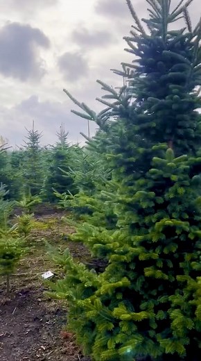 Over 20,000 beautiful trees to choose from!🌲Come visit Oh Christmas Tree Farm this holiday season!!🎁 | Oh Christmas Tree Farm