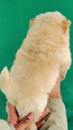 Chow Chow quality male puppy#Shorts#YouTubeShorts#Viral#Trending#ShortsVideo#ViralShorts