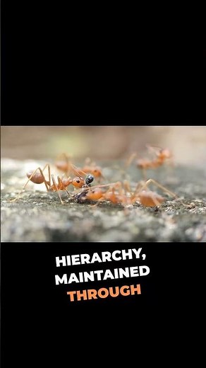 Ant Colony: Specialization, Hierarchy, and Communication