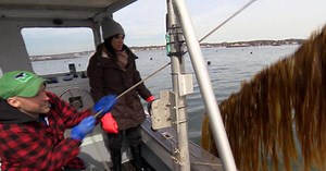 Fisherman-turned-seaweed farmer sees future in kelp
