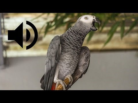 Cri du Perroquet gris du Gabon | African Grey Parrot Sounds