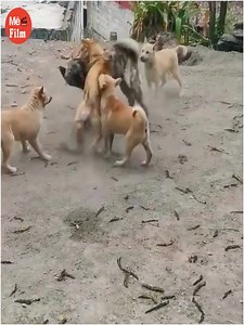28K views · 394 reactions | Rage Unleashed: The Fierce Battles Between Canine | Wild Africa Adventure | Facebook