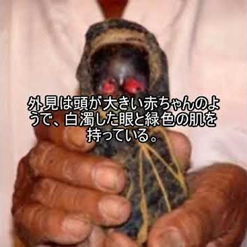 未確認生物ファイル125 トヨール