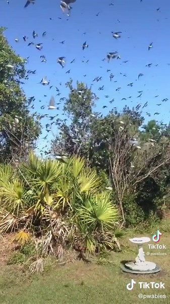 What is the airspeed velocity of an unladen swallow? Who knows? #MontyPythonholygrail￼￼ #montypython