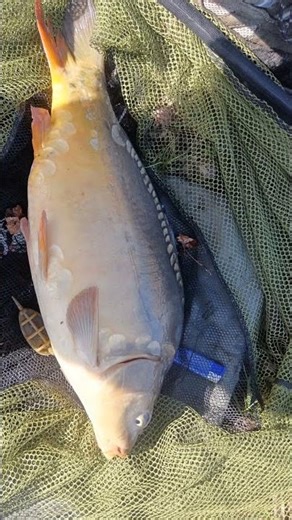 Știai aceste curiozități uimitoare despre crap? 🐟
